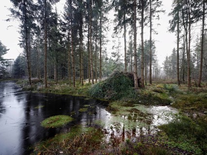 Ballmoos forest reserve, raised bog in the fog, Lieliwald, Lindenberg, Horben, Canton Lucerne,