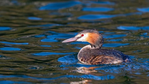 Great crested grebe (Podiceps scalloped ribbonfish) swimming on a lake, Reintaler See, Breitenbach,