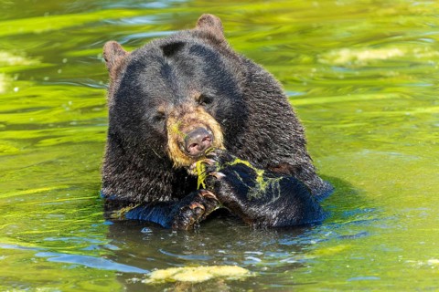 A bear eating algae in the water, black bear (Ursus (genus) Americanus) France