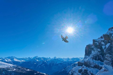 Alpine chough (Pyrrhocorax graculus), bird in front of snow-covered mountains and bright sunlight,