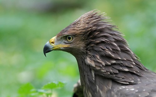 Schreiadler; lat. Aquila pomarina; Kopfportrait von der Seite; Waldlichtung; Mecklenburg-Vorpommern