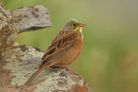 Ortolan Bunting (Emberiza hortulana) male, Armenia