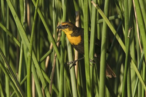 Yellow-headed Blackbird (Xanthocephalus xanthocephalus), Arizona, USA