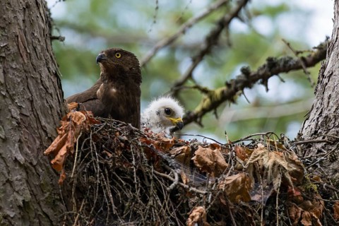 European Honey Buzzard (Pernis apivorus) adult with chick in nest, Hesse, Germany