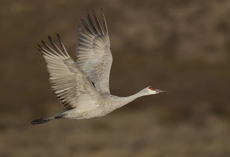 Sandhill Crane (Antigone canadensis) flying, New Mexico, USA