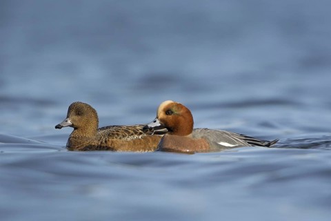 Eurasian Wigeon (Mareca penelope), British Columbia, Canada