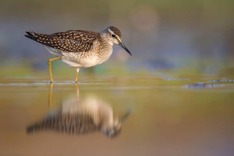 Wood Sandpiper (Tringa glareola) foraging, Poland