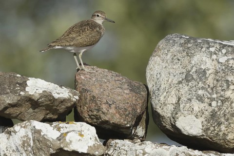 Common Sandpiper (Actitis hypoleucos), Sweden