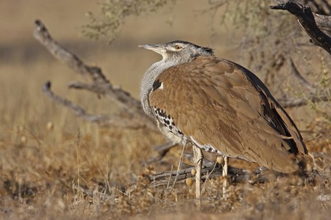 Kori Bustard (Ardeotis kori), Northern Cape, South Africa
