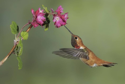 Rufous Hummingbird (Selasphorus rufus) male, British Columbia, Canada