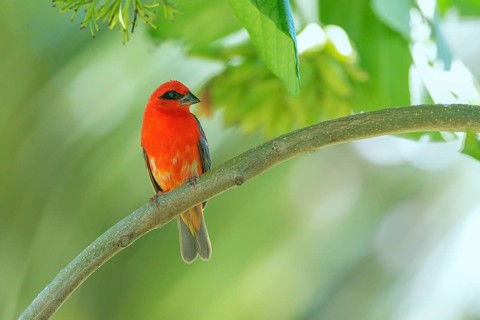 Red Fody (Foudia madagascariensis) male, Bird Island, Seychelles