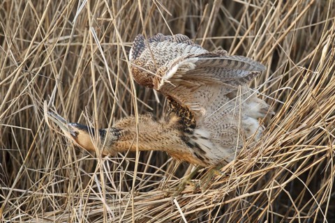 Eurasian Bittern (Botaurus stellaris), Hesse, Germany