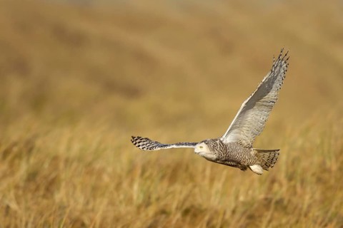 Snowy Owl (Bubo scandiacus) flying, Vlieland, Netherlands