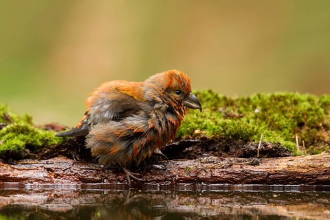Red Crossbill (Loxia curvirostra) male, Utrecht, Netherlands
