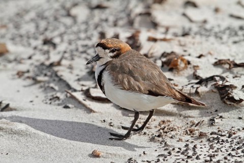 Double-banded Plover (Charadrius bicinctus), Falkland Islands