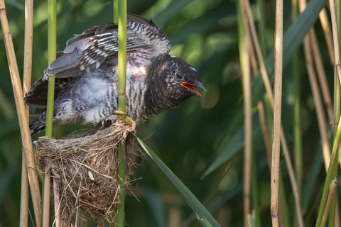 Common Cuckoo (Cuculus canorus) juvenile in nest of Eurasian Reed Warbler, Saxony-Anhalt, Germany