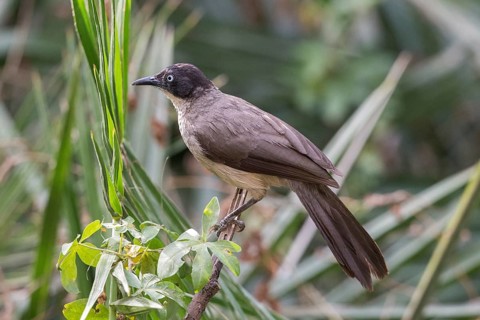Blackcap Babbler (Turdoides reinwardtii), Gambia