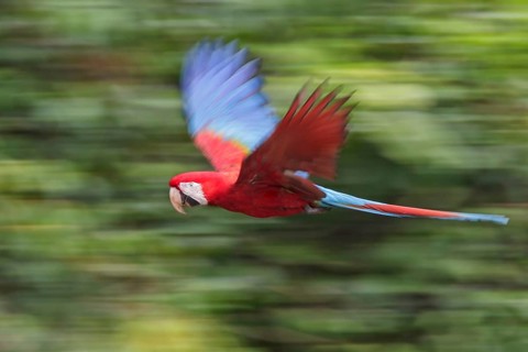 Red-and-green Macaw (Ara chloroptera) flying in Manu National Park, Peru
