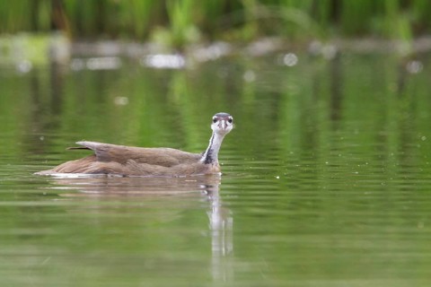 Sungrebe (Heliornis fulica) in a lake in Manu National Park, Peru