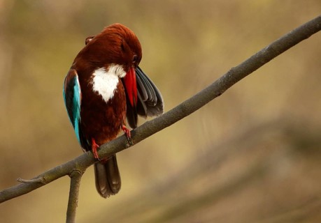 White-throated Kingfisher (Halcyon smyrnensis) preening, Rajasthan, India