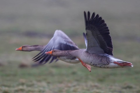 Greylag Goose (Anser anser) flying, Netherlands