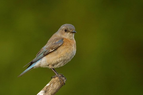 Female Western Bluebird (Sialia mexicanus)