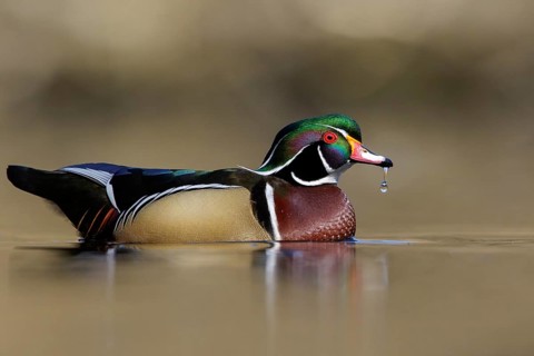Wood Duck (Aix sponsa) swimming in a pond in Victoria, BC, Canada