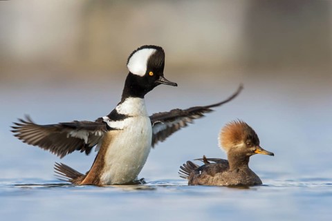 Hooded Merganser (Lophodytes cucullatus) in the ocean near Victoria, British Columbia, Canada