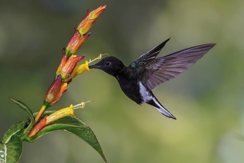 Black Jacobin (Florisuga fusca) flying and feeding at a flower in the Atlantic rainforest of