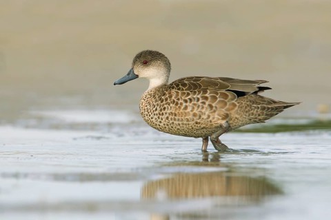 Grey Teal (Anas gracilis), Victoria, Australia
