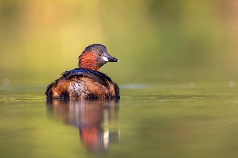 Little Grebe (Tachybaptus ruficollis), North Rhine-Westphalia, Germany
