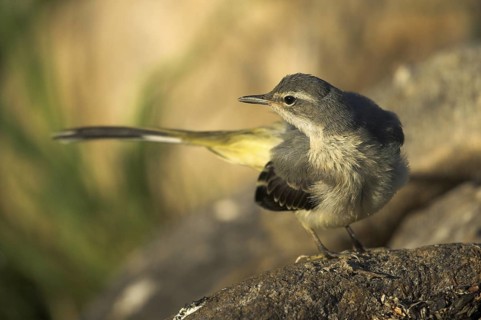 Grey Wagtail (Motacilla cinerea) female, Castile-La Mancha, Spain