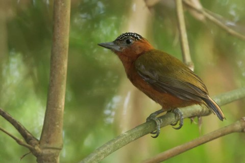 Rufous-breasted Piculet (Picumnus rufiventris), Manu National Park, Peru