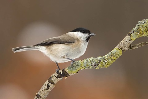 Marsh Tit (Poecile palustris), Utrecht, Netherlands