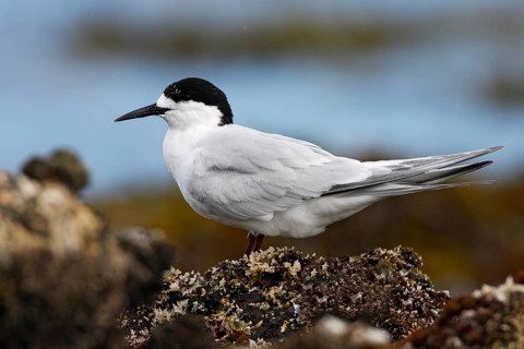 White-fronted Tern (Sterna striata), New South Wales, Australia