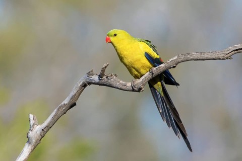 Regent Parrot (Polytelis anthopeplus) male perched on a branch, Victoria, Australia
