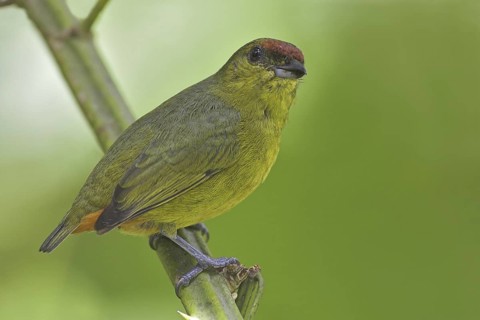Olive-backed Euphonia (Euphonia gouldi) female, Costa Rica