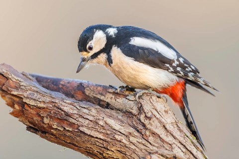 Buntspecht, Dendrocopos major, weibl. Great Spotted WoodpeckerDendrocopos major