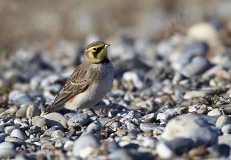 Horned Lark (Eremophila alpestris), Schleswig-Holstein, Germany