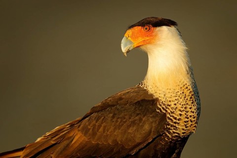 Caracara, sitting on sand beach, Corcovado NP, Costa Rica. Southern Caracara plancus, in morning