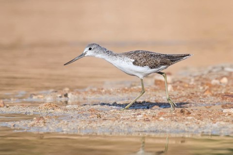 Common Greenshank (Tringa nebularia) foraging, Eilat, Israel