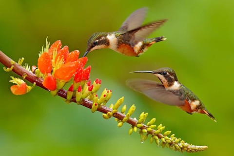 Birds sucking nectar from orange flower bloom. Flight of Purple-throated Woodstar, Calliphlox