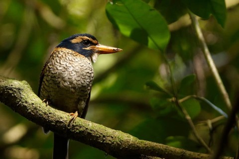 Scaly-breasted Kingfisher (Actenoides princeps) male perched on a branch, Sulawesi Utara, Indonesia