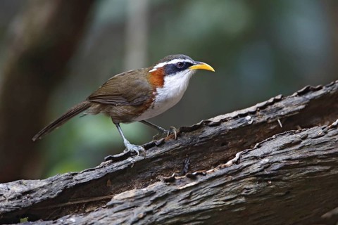 White-browed Scimitar Babbler (Pomatorhinus schisticeps) perched on a log, Di Linh, Vietnam