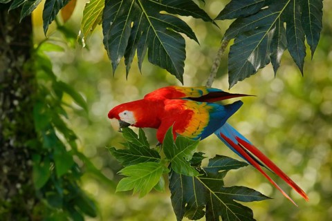 Red parrot in green vegetation. Scarlet Macaw, Ara macao, in dark green tropical forest, Costa
