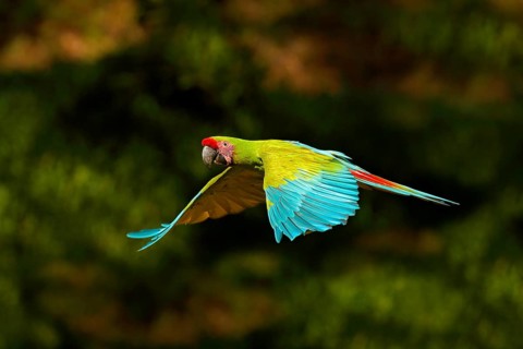 Red parrot in fly. Great Green Macaw, Ara ambigua, in tropical forest, Costa Rica, Wildlife scene