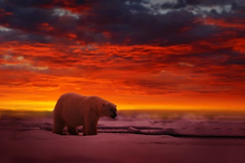 Polar Bear (Ursus maritimus) adult on snowy drift ice in spectacular sunset with red evening sky,
