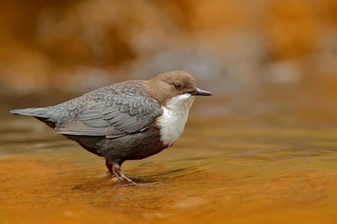 White-throated Dipper, Cinclus cinclus, brown bird with white throat in the river, waterfall in the