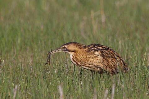 Eurasian Bittern (Botaurus stellaris) feeding on a frog, Austria