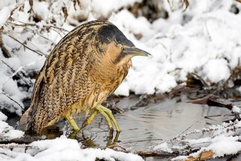 Eurasian Bittern (Botaurus stellaris) foraging, Saxony-Anhalt, Germany